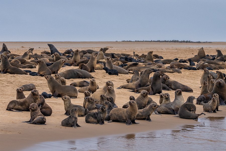 130 Walvisbaai, Namibie.jpg